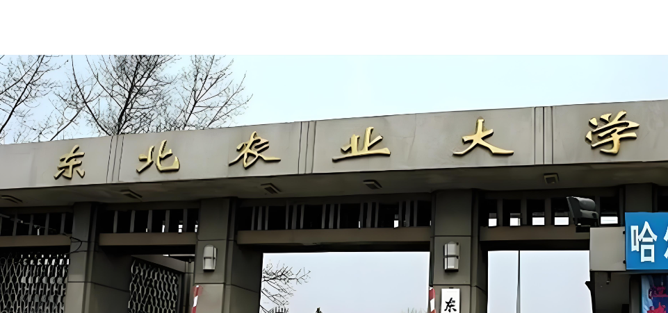 不发论文也能毕业？东北农业MPA8项条件灵活达标